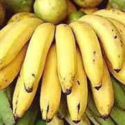 Banano Musella lasiocampa