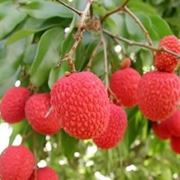 Litchi-3