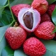 Litchi-4