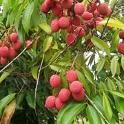 Litchi-5