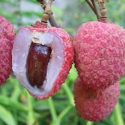 Litchi-6