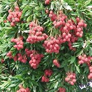 Litchi