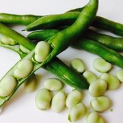 Fava