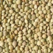 Lenticchia-2