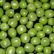 Pisello-9