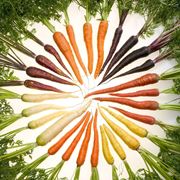 carota