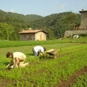 Elenco dei fertilizzanti consentiti in agricoltura biologica