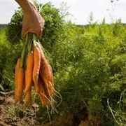 L'agricoltura biologica