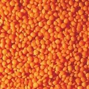 Caratteri botanici della pianta di lenticchia