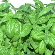 Basilico-14