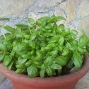 Basilico-24