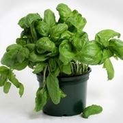 Basilico