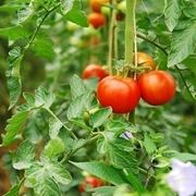 Caratteristiche del pomodoro