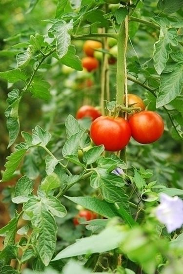 Caratteristiche del pomodoro