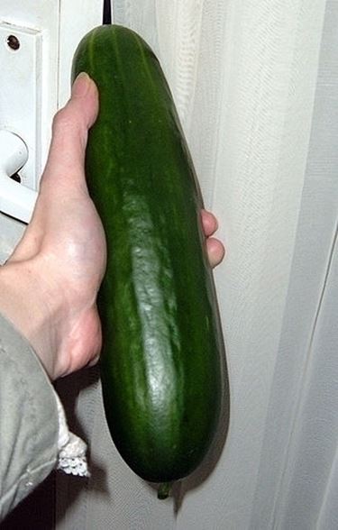 Cetriolo-14