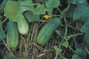 Cetriolo-19