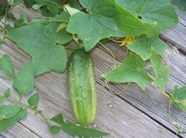 Cetriolo-27