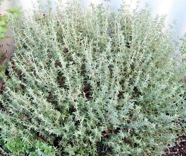 Come fare l'olio essenziale di timo