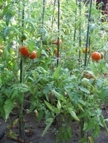 Come prendersi cura della pianta di pomodoro