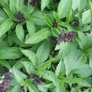 Erbe aromatiche elenco: il basilico