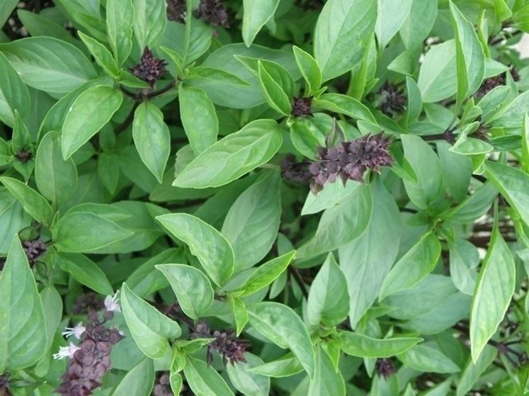 Erbe aromatiche elenco: il basilico