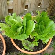 insalata-20