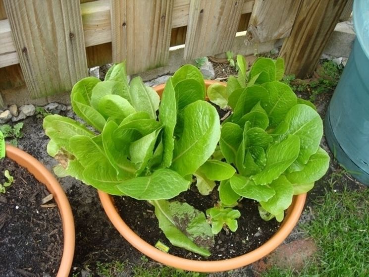 insalata-20