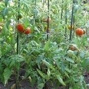 La pianta del pomodoro: caratteristiche