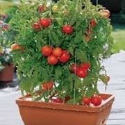 Perch scegliere il pomodoro chilo? 