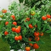 Piantine di pomodoro in vaso