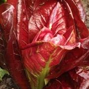 Radicchio-13