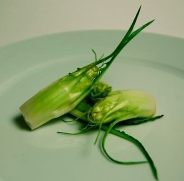 Radicchio-15