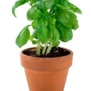 Risposta : Basilico che non cresce