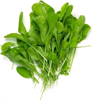 Rucola-15