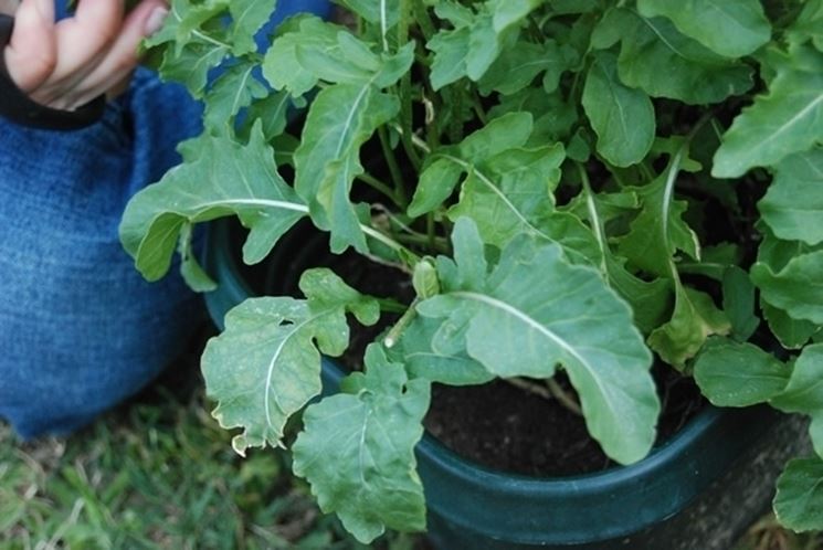 Rucola-18
