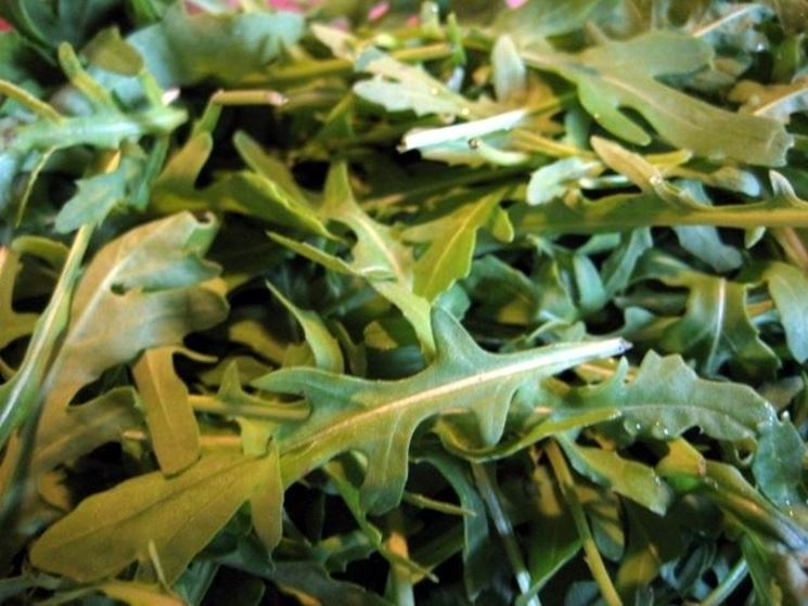 Rucola-27
