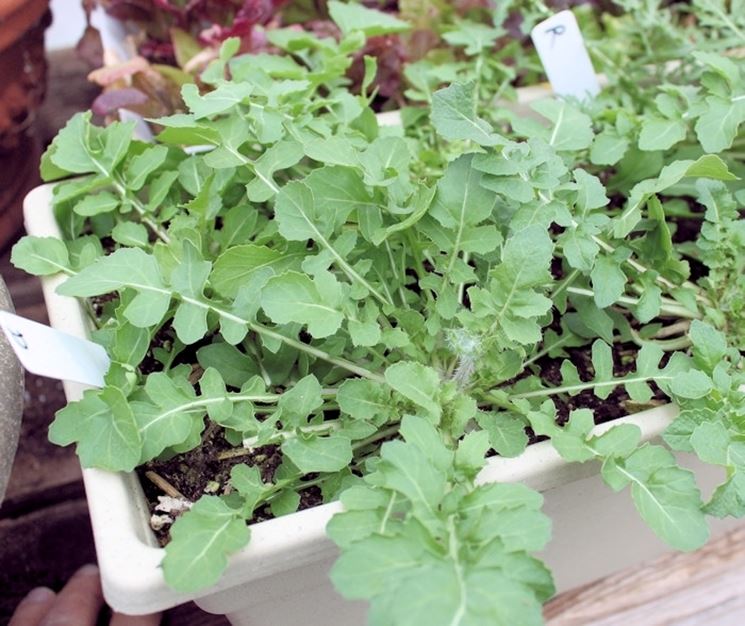 Rucola-28