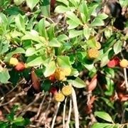 Caratteristiche del corbezzolo