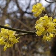 Caratteristiche del corniolo