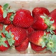 Come coltivare l'uva fragola