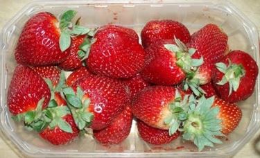 Come coltivare l'uva fragola