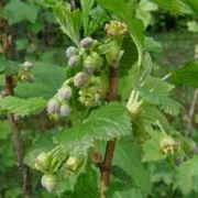 Ribes nero-3