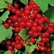 Ribes nero-4