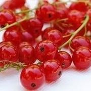 Ribes nero-5