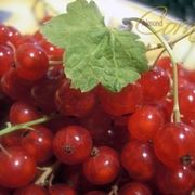 Ribes nero-6