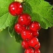 Ribes nero-7