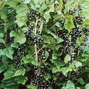 Ribes nero-8