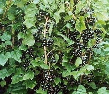 Ribes nero-8