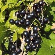 Ribes nero