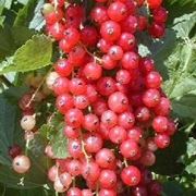 Ribes rosso-1